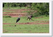 08AkageraAllDayGameDrive - 034 * Marabou Stork.